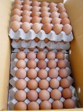 Huevos de gallina frescos para la venta