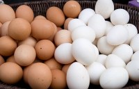 Pollo fresco Huevos