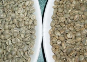 Arábica verde y café Robusta S13, S16 y S18