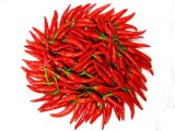 FRESH SMALL RED CHILLI