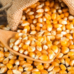 White and Yello Maize for sale