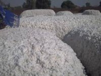 Las ventas de algodón