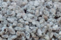 Quality Thai Cotton seed