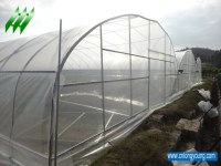 Offer Plastic Film Multi-Span Greenhouse