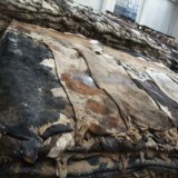 Cow Hides, Donkey Hides, Wet Salted Cow / Donkey Hides