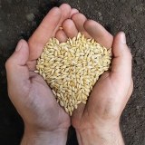 Barley For Animal Feed