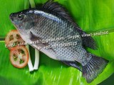 Offer China Frozen Black Tilapia Fish (Oreochromis Niloticus) for sale