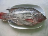 Offer Frozen Black Tilapia Fish Whole Round (Oreochromis Niloticus) for sale