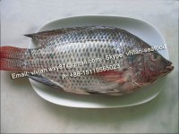 Offer Frozen Black Tilapia Fish Whole Round (Oreochromis Niloticus) for sale