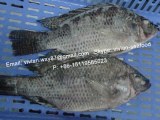 Offer China Frozen Black Tilapia Fish Gutted and Scaled (Oreochromis Niloticus) for sale