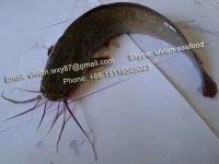 Offer China Frozen Catfish / Barge (Clarias fuscus) for sale