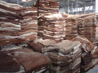 Wet Salted Cattle hides