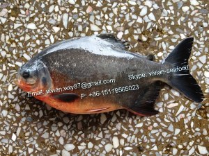 Offer China Frozen Red Pomfret Fish / Red Pacu (Colossoma Brachypomum) for sale