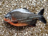 Offer China Frozen Red Pomfret Fish / Red Pacu (Colossoma Brachypomum) for sale