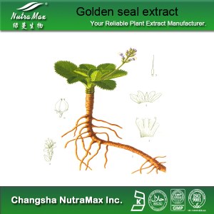 Golden seal root Extract (sales07@nutra-max.com)