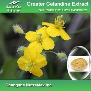 Greater Celandine Extract 90% chelidonine (sales07@nutra-max.com)