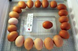 Huevos para incubar de pollo para la venta