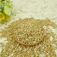 High quality sweet raw buckwheat,roasted buckwheat