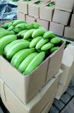 Recherche d'acheteurs de banane plantain