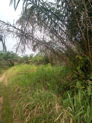Terrenos agrícolas en venta en Costa de Marfil