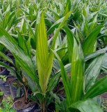 Création de plantation et vente de pépinières de palmiers à huile