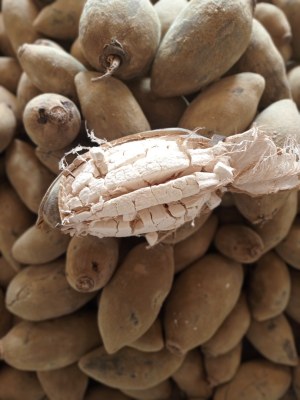 Fruta de baobab en polvo