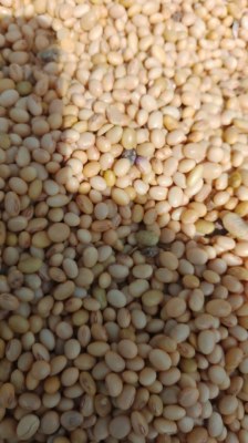 Recherche acheteurs de soja et maïs jaune