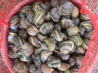 ESCARGOTS D ELEVAGE GREC