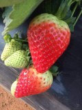 C'est la saison des fraises au Maroc !