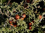 Juniperus turbinata