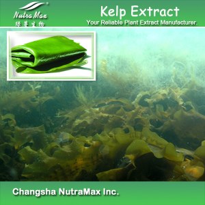 Kelp Extract Fucoxanthin (sales07@nutra-max.com)