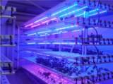 Sell 2012 HOT LED Grow Light