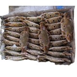 Fresh frozen mud crab/ legs king crabs