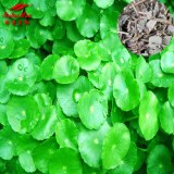 Lysimachia Extract (sales07@nutra-max.com)