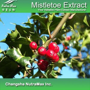 Mistletoe Extract (sales07@nutra-max.com)