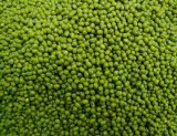 Verde Mung Bean (calidad Primer seca)