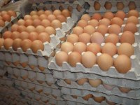 Vendiendo huevos marrones y blancos
