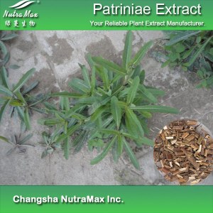 Patriniae Extract (sales07@nutra-max.com)