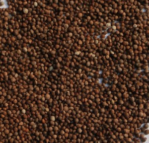 100% pure Perilla Seed