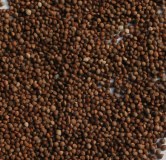 100% pure Perilla Seed