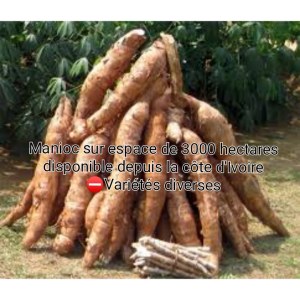Más de 30000 toneladas de yuca dulce y amarga en venta de Cote d'ivoire