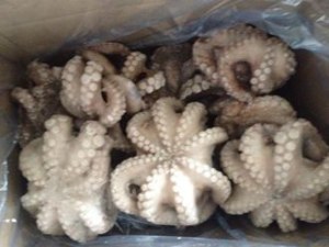 FROZEN Octopus