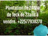 Venta de 248 ha de plantaciones de teca en Costa de Marfil