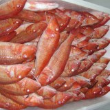 Redfish (Sebastes Marinus)