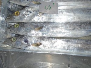 FROZEN FISH