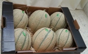 Rock melon