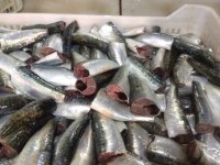 Sardine HGT (sardina pilchardus) 10 CM