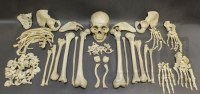 Cráneos humanos reales, esqueletos humanos y huesos humanos individuales, para la venta.