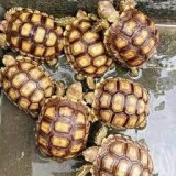 Venta de tortugas sulcata