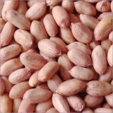 Export peanuts